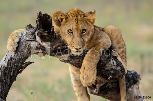Picture of Young lion hanging out